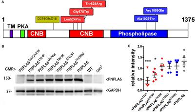 Disease-Associated PNPLA6 Mutations Maintain Partial Functions When Analyzed in Drosophila